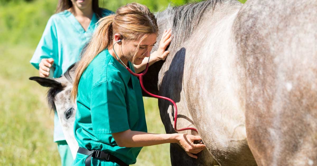 Practice group launches equine brand