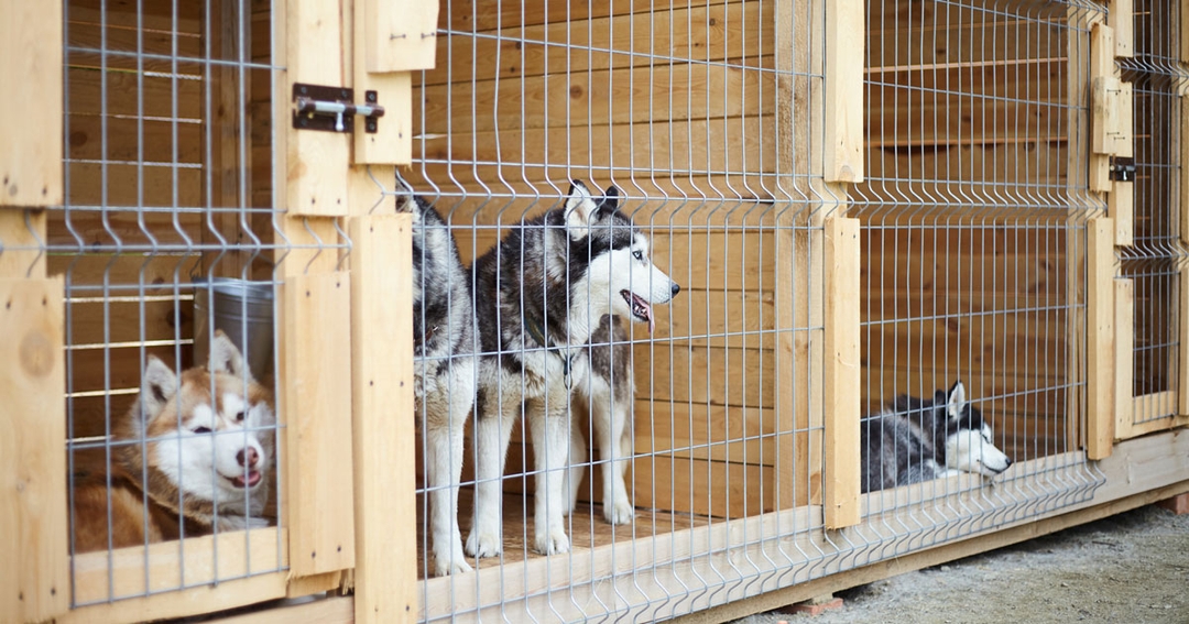 Medics accuse vets of ‘working in silos’ when dealing with zoonotic disease