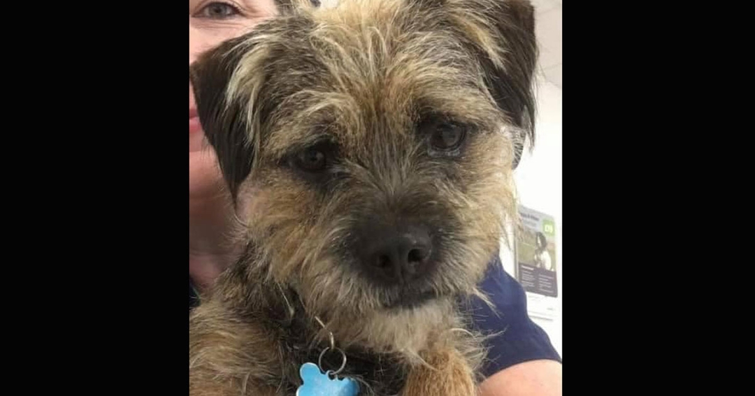 RVN appeals for return of dog stolen in daylight attack on 13-year-old son