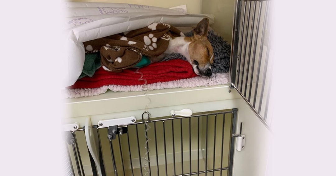 Terrier Ted makes ‘miraculous’ recovery after eating box of slug pellets