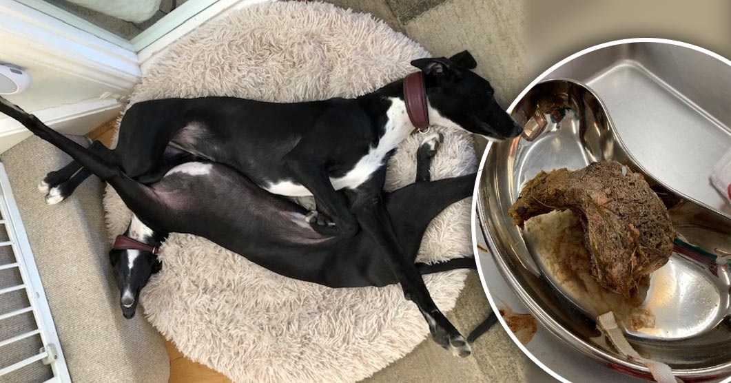 Spanish galgos saved after swallowing entire tube of glue