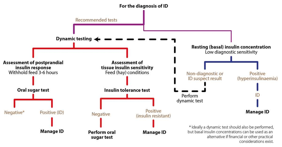 Equine endocrine disorders