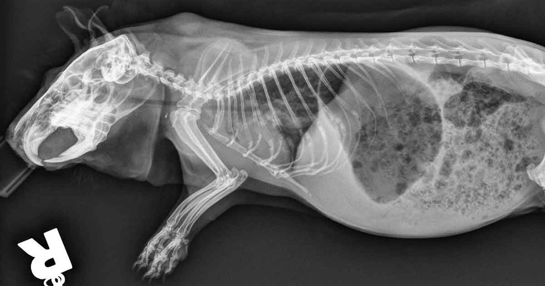 Common conditions of guinea pigs: part 2