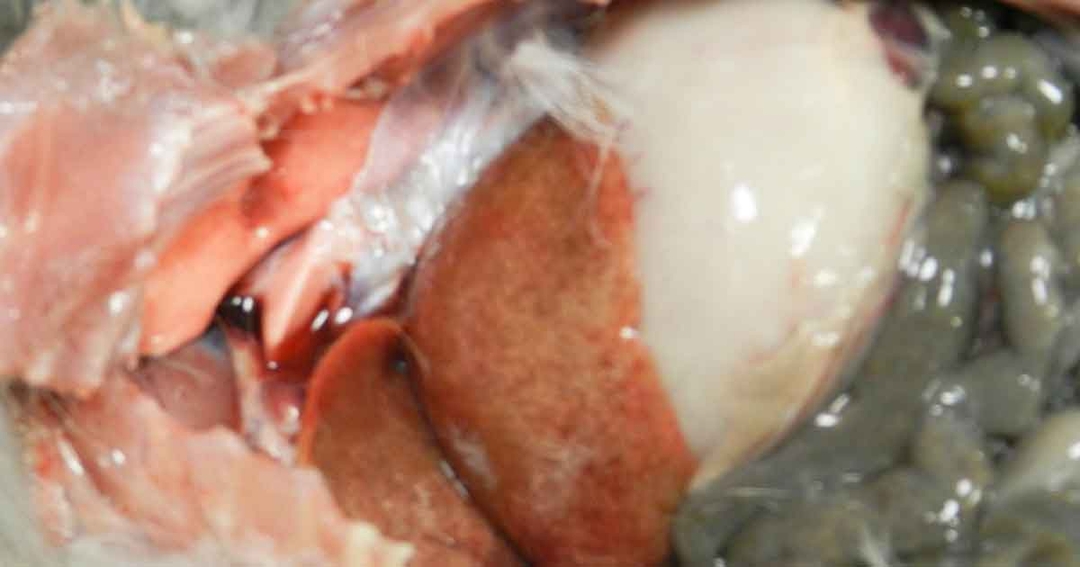 Preventive health care in rabbits