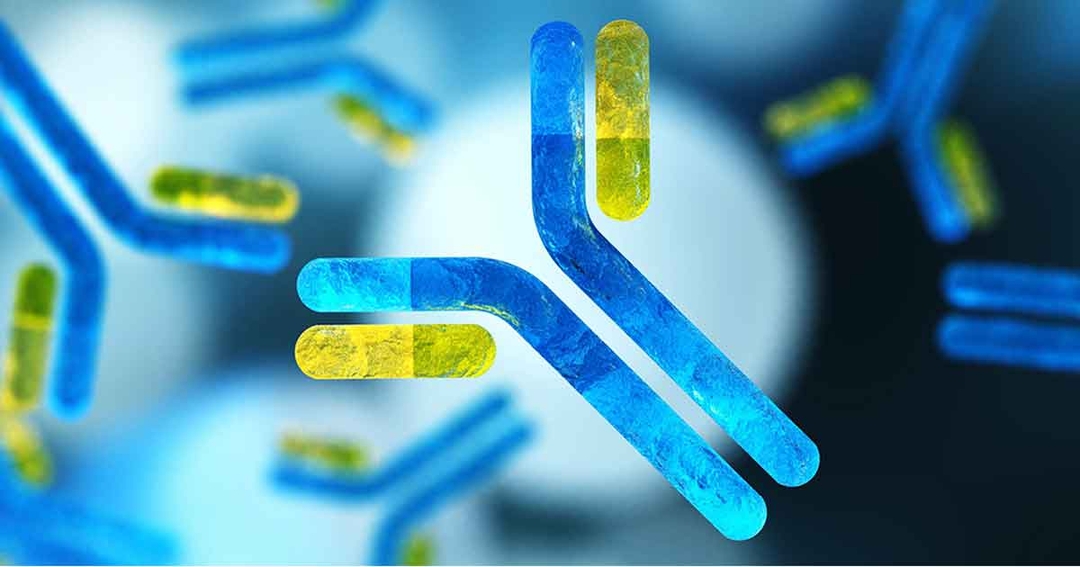 Monoclonal antibody technology and pain pathway in canine OA
