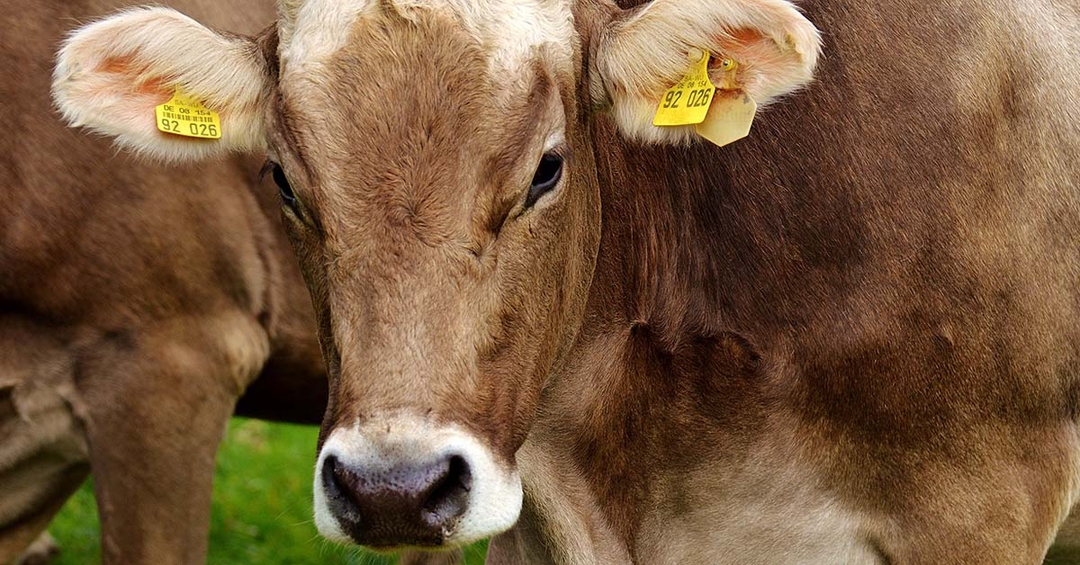 Vets must be central to Northern Ireland farming policy – BVA