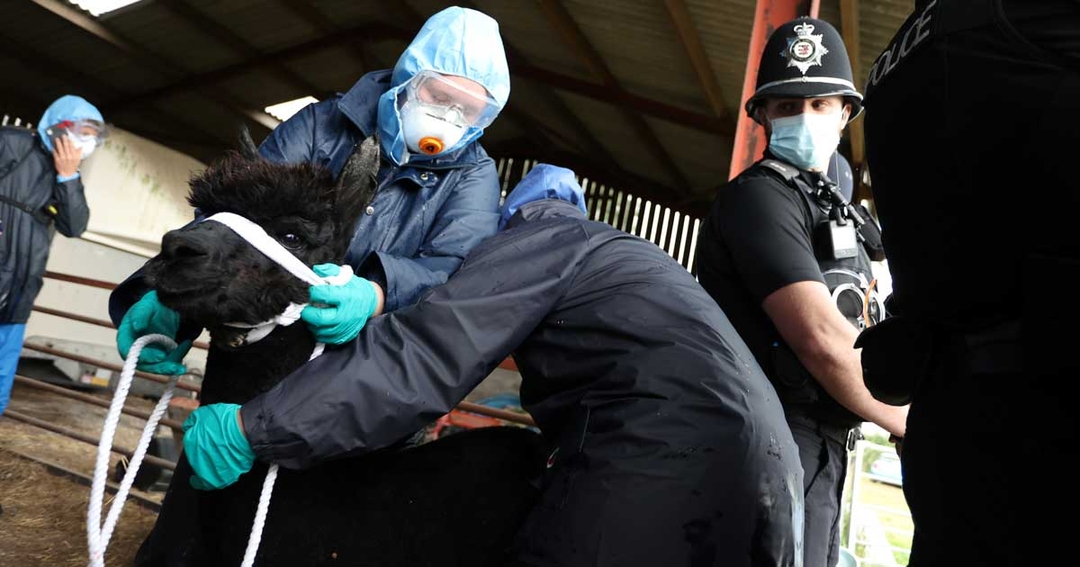 Alpaca owner vows to ‘carry on fight’ after TB euthanasia and postmortem