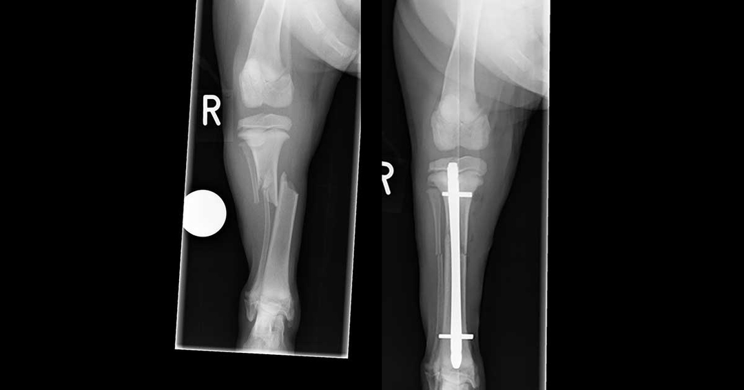 Labrador kicked by horse up and running again after orthopaedic surgery