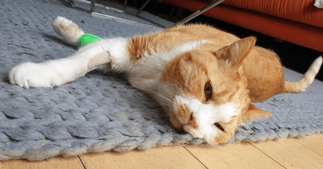 New life for cat after novel cancer treatment