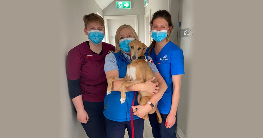 Lurcher left for dead makes ‘spectacular’ recovery