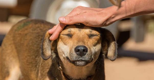 MSD Animal Health takes on #Rabies360Challenge