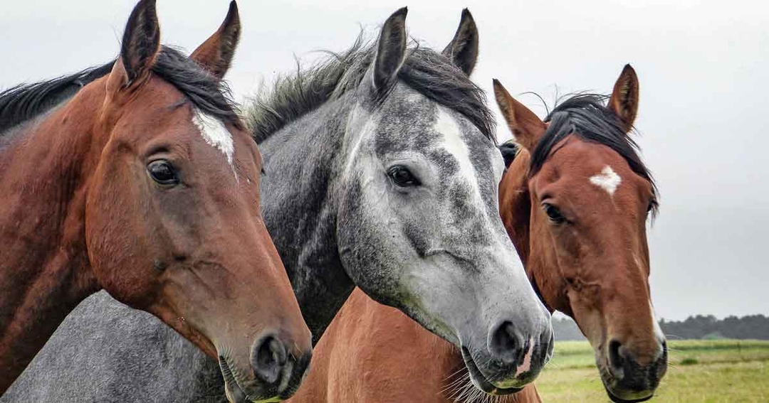 Targeted melanoma treatment for horses on offer at referral hospital