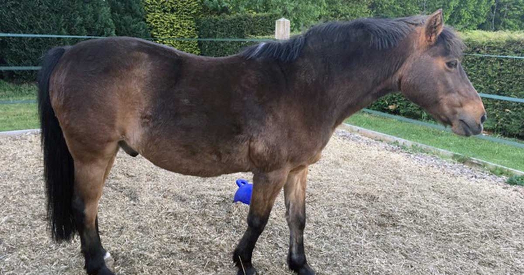 Practical tips on nutritional management of equine obesity