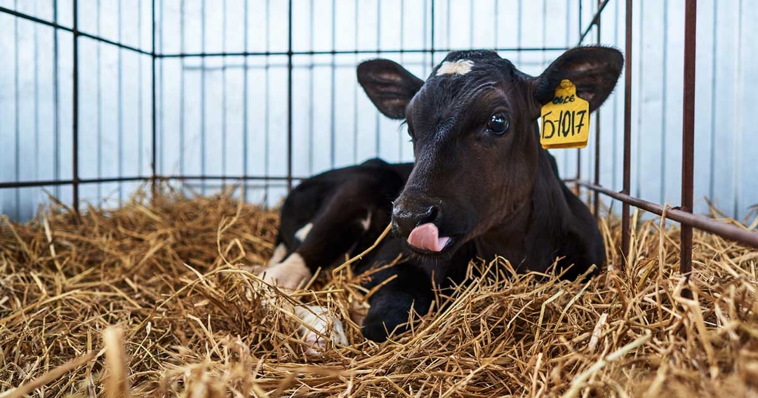 How practical support can help engage farmers on BVD factors