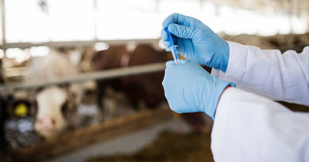 Live vaccines: how they reinforce preventive approach to disease