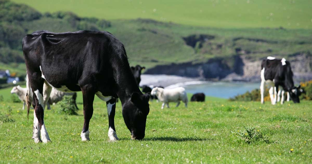 Vital role of trace elements in cattle and sheep health and performance