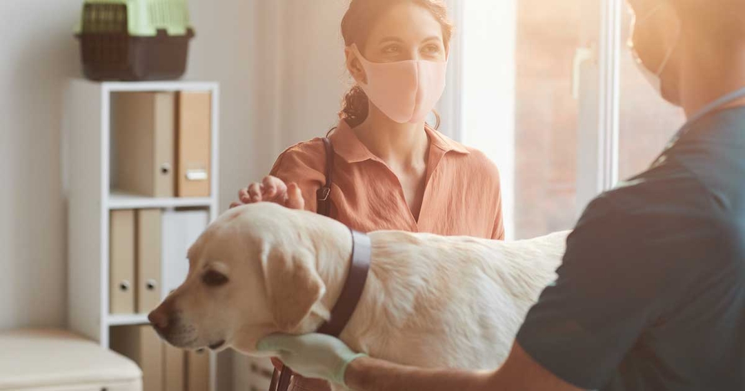 Critics fear RCVS under care plans could undermine vets