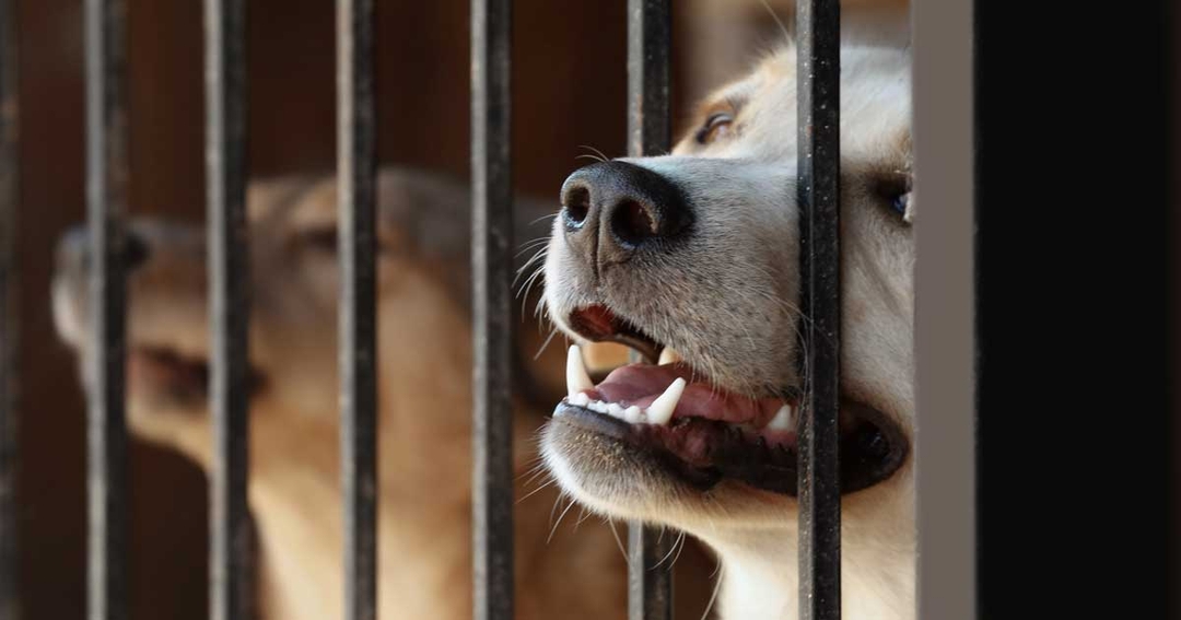Research shows many rescue centres at ‘breaking point’ 