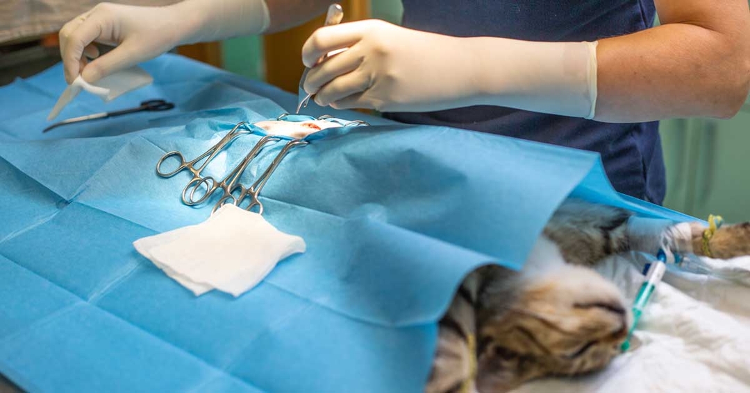 Neutering data sought for national benchmark