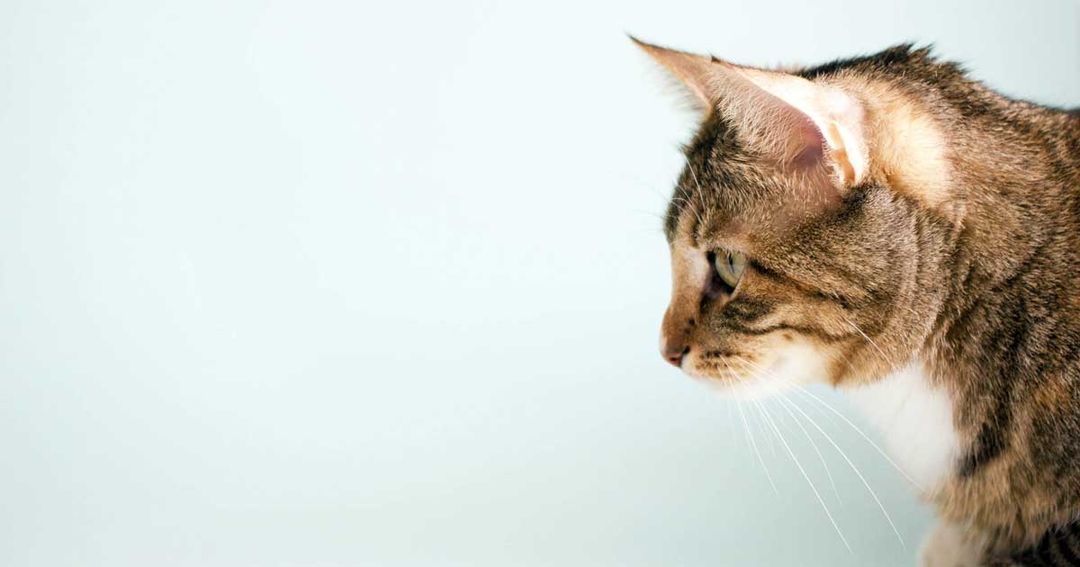 Pancytopenia answer ‘an urgent need’