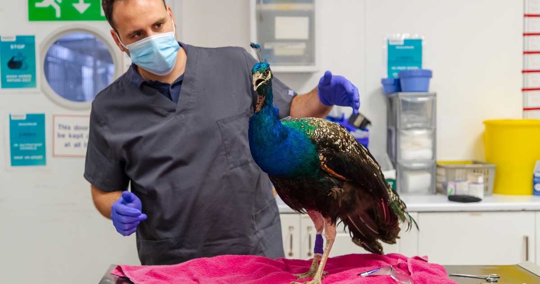 Peacock struts back to full health thanks to Southfields specialists