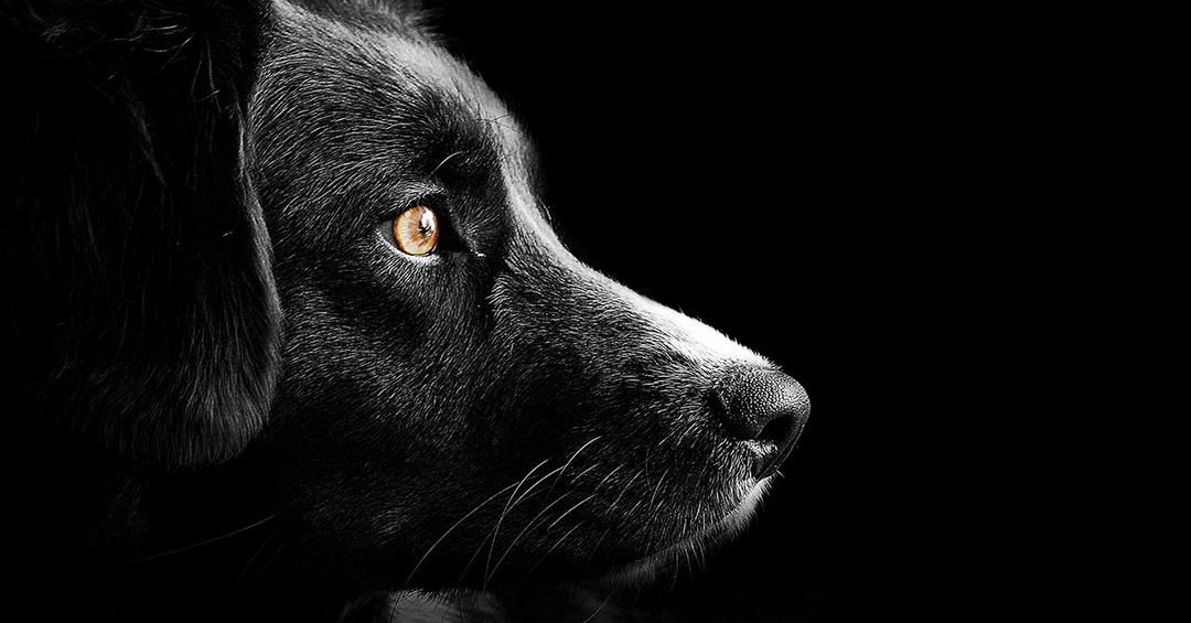 Kennel Club’s warning over ‘devastating’ dog welfare crisis