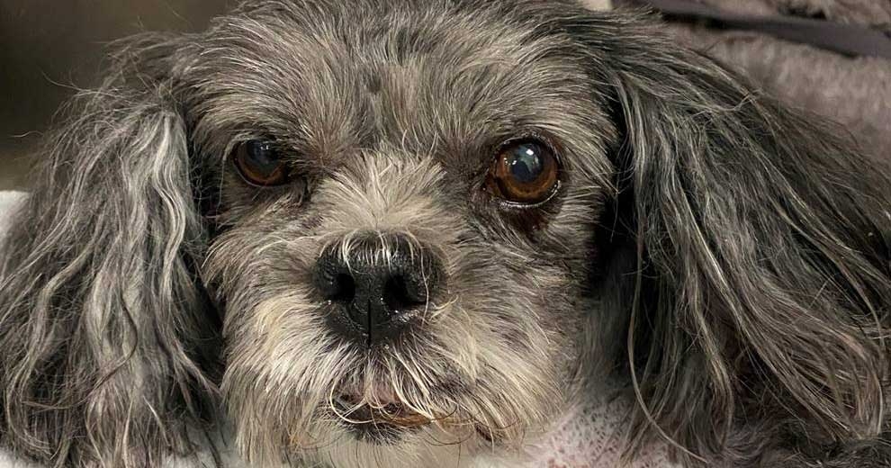 Vets save terrier with large mass on abdomen