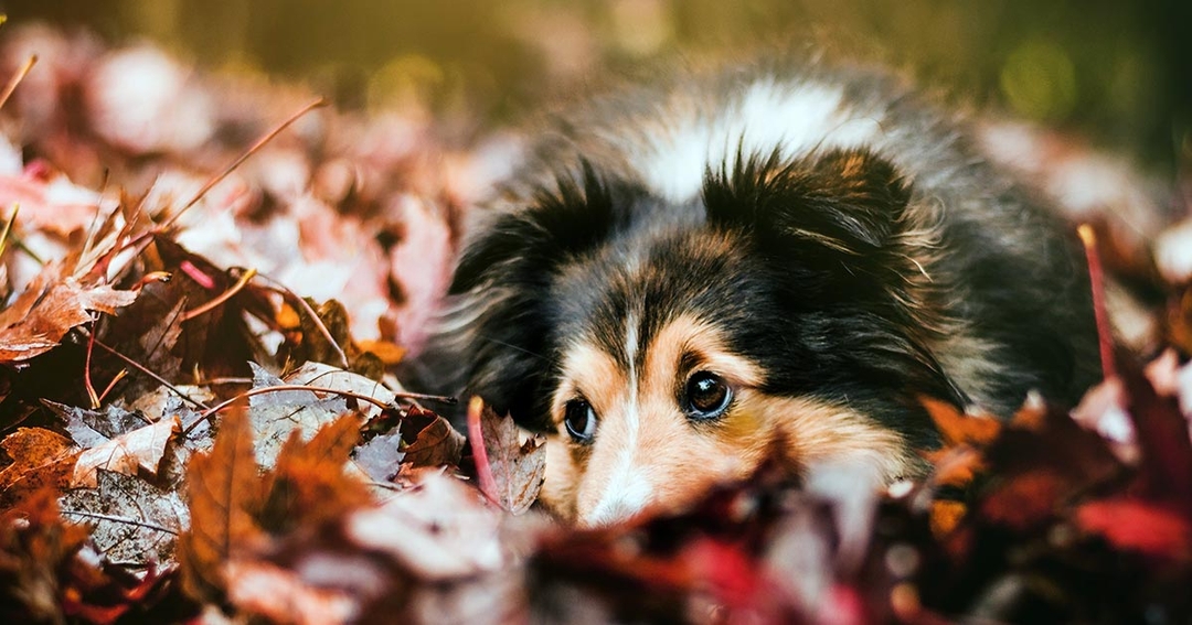 Trick or treat: TVM raises autumn pet poisons awareness