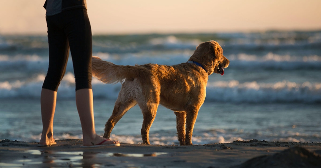 Sea dogs – staying safe on beach walks