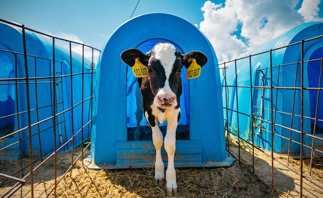 Group or individual housing? Survey into farmers’ perceptions of pros and cons