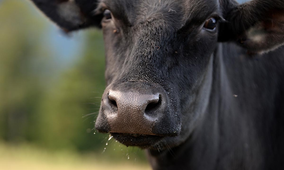 Myths and science of mycobacterial infection