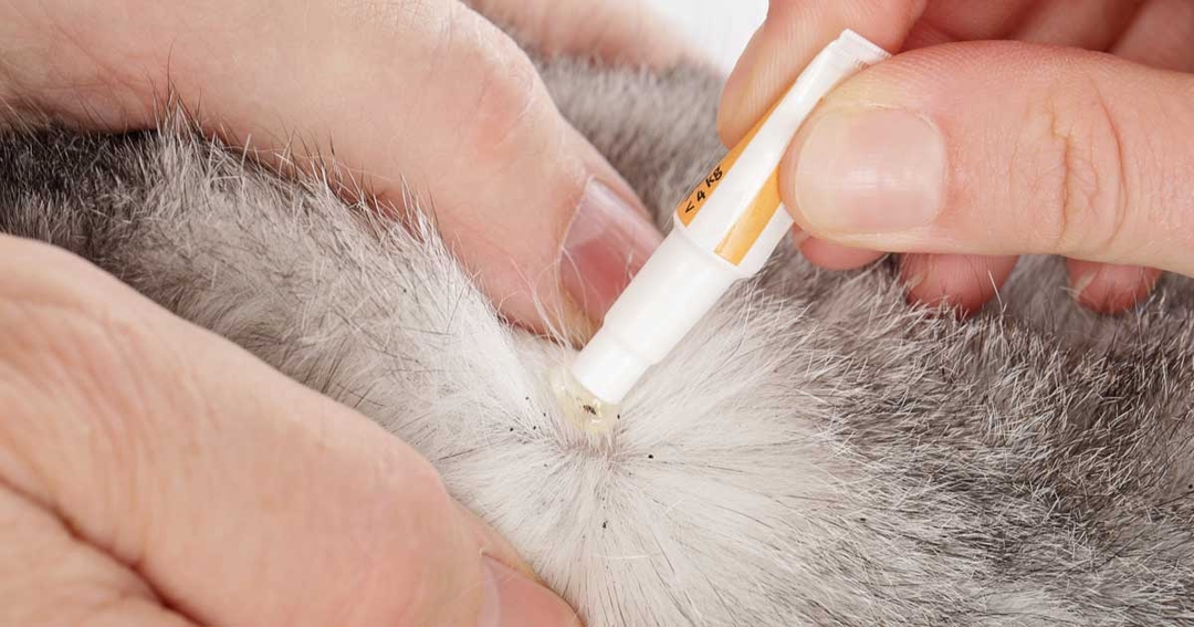 BVA urges ‘shift in approach’ on parasiticide use
