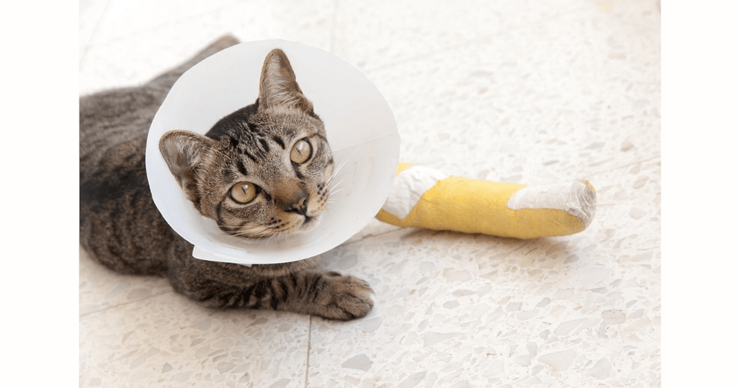 BSAVA PetSavers announces clinical research project funds