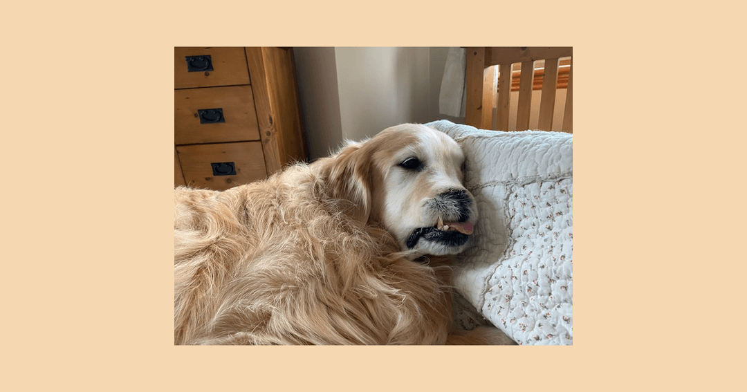 Full nasal reconstruction for golden retriever after rare cancer diagnosis