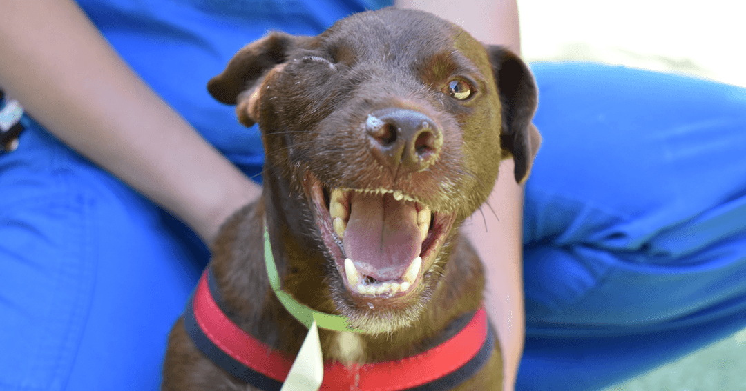 Vinny all smiles as vets repair skull after road collision