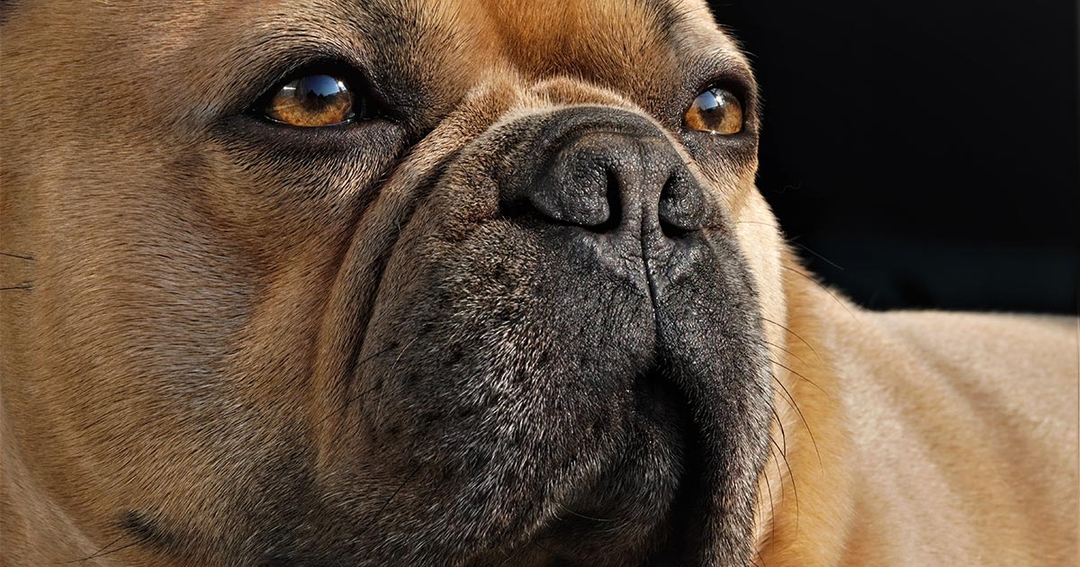 Brachycephalic dog registration slump ‘encouraging’, but ‘more work still needed’