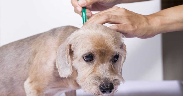 Vet groups urge change in parasiticide approach