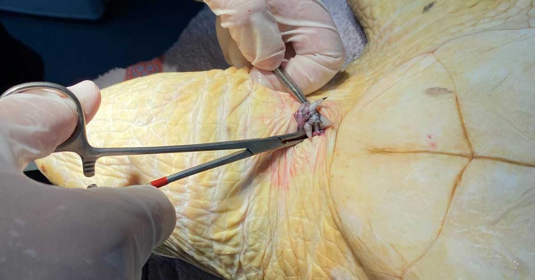 Wildlife Vets International performs life-saving surgery on sea turtle