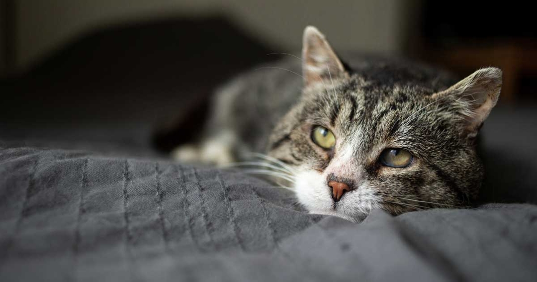 Senior cats – key considerations, treatments and management