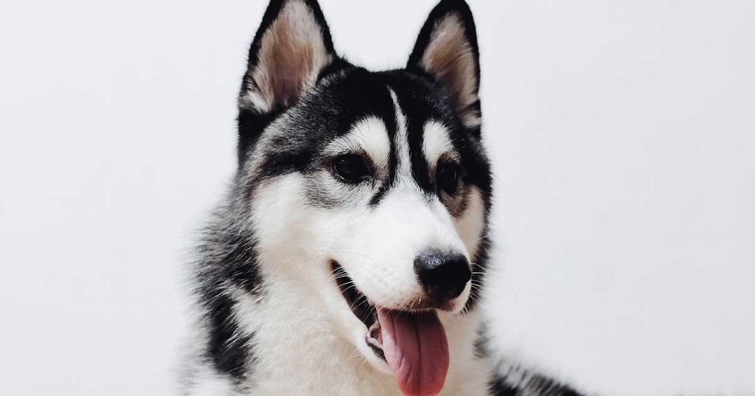 Managing canine infectious respiratory disease complex