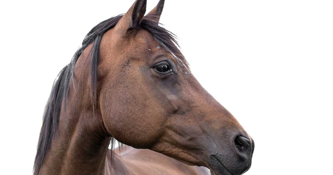 Breeding soundness examinations in mares