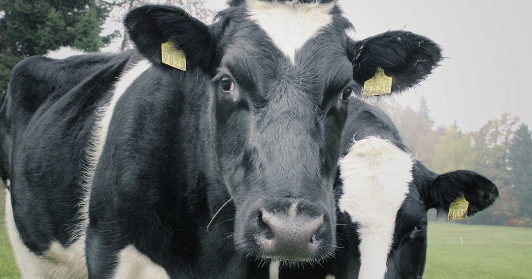 Transition success in dairy herds