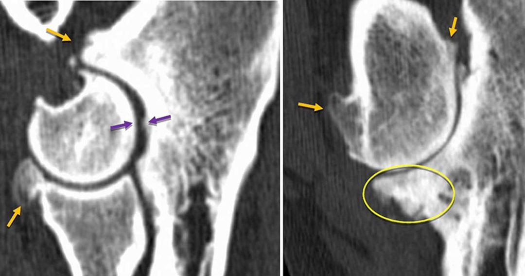 Diagnosing lameness – ‘a science of uncertainty and an art of probability’