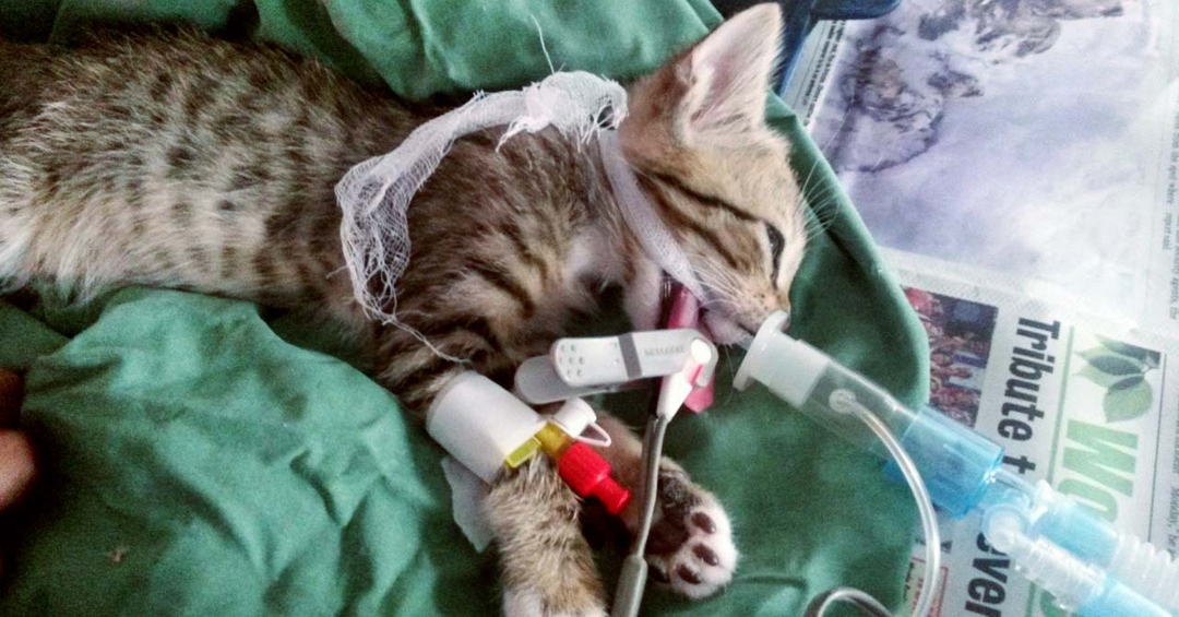 Davies donates pulse oximeter to Worldwide Veterinary Service 