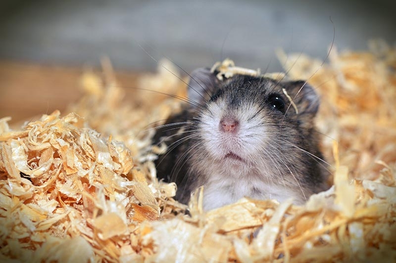 Nursing hamsters – advice to share with owners