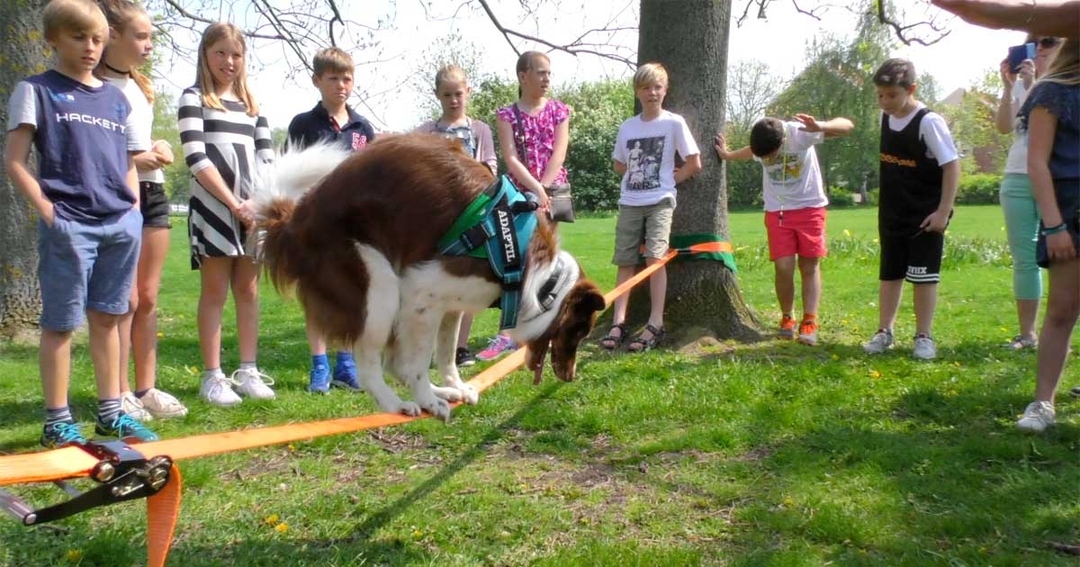 Research shows benefits of animal-assisted programmes