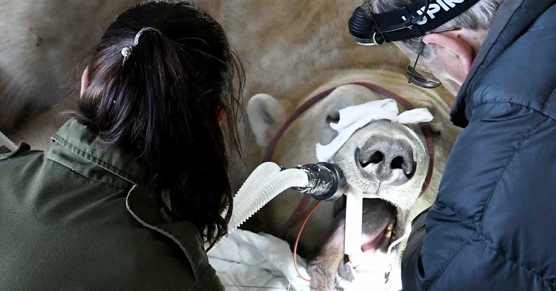Sisu grins and bears it during dental op