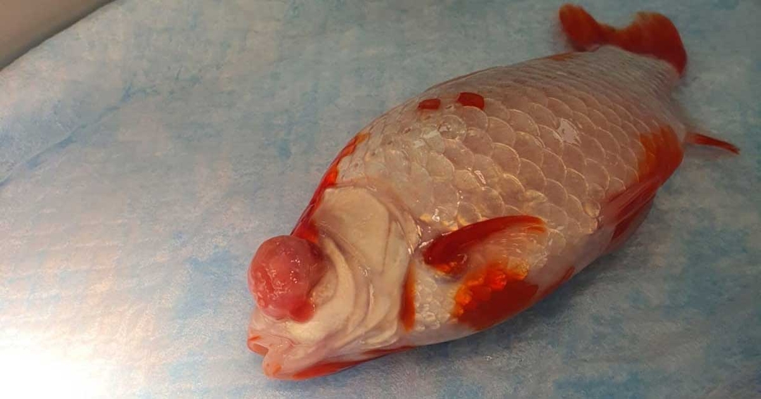 Surgery helps goldfish Dorothy see clearly