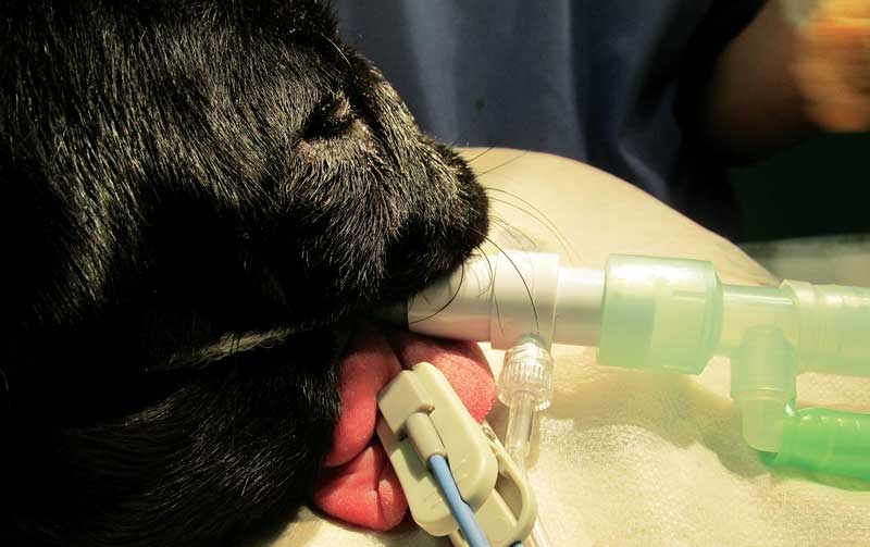Understanding capnography