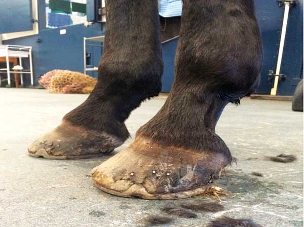 A systematic approach to foot lameness in horses